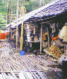 Borneo Getaway